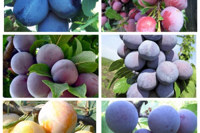 Саженцы груши и айвы: широкий выбор сортов- фото № 4