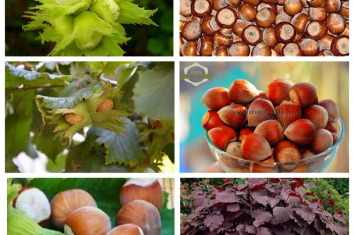 Саженцы груши и айвы: широкий выбор сортов- фото № 6