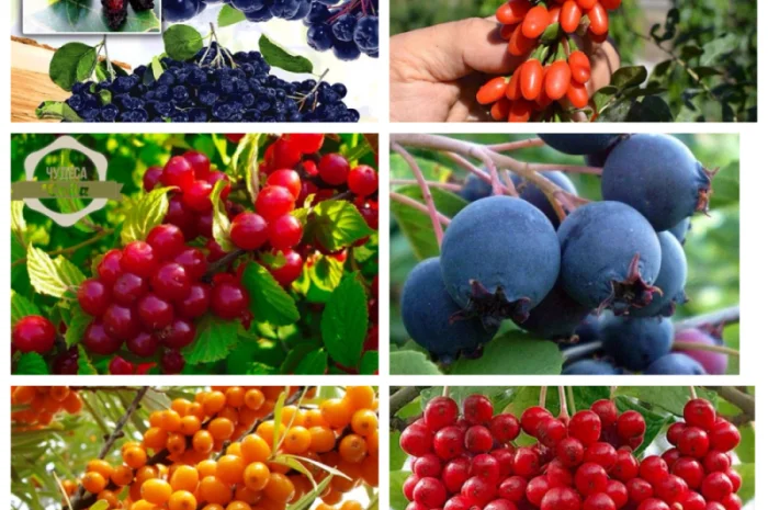 Саженцы груши и айвы: широкий выбор сортов- фото № 7