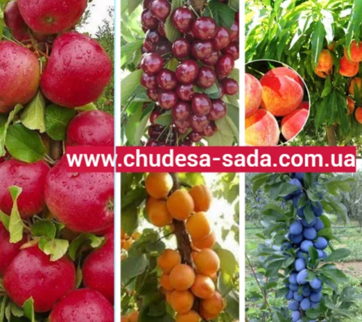 Колоновидные саженцы слив для вашего сада- фото № 8