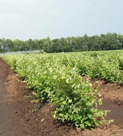 Продам подвой - М 54-118, М-106, айва, абрикос, колт, алыча, магалебка, алыча- фото № 2