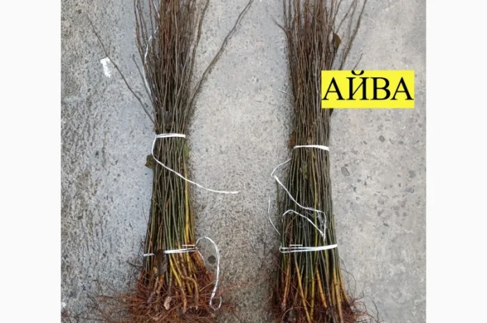 Продам подвой - М 54-118, М-106, айва, абрикос, колт, алыча, магалебка, алыча- фото № 7