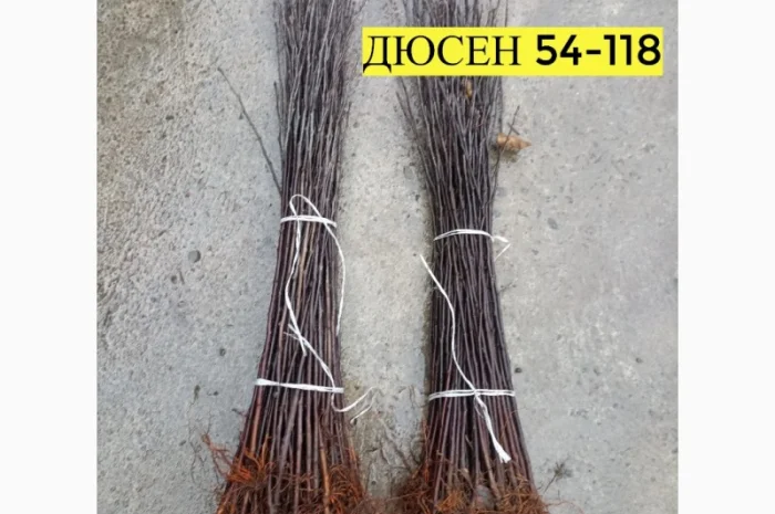 Продам подвой - М 54-118, М-106, айва, абрикос, колт, алыча, магалебка, алыча- фото № 9