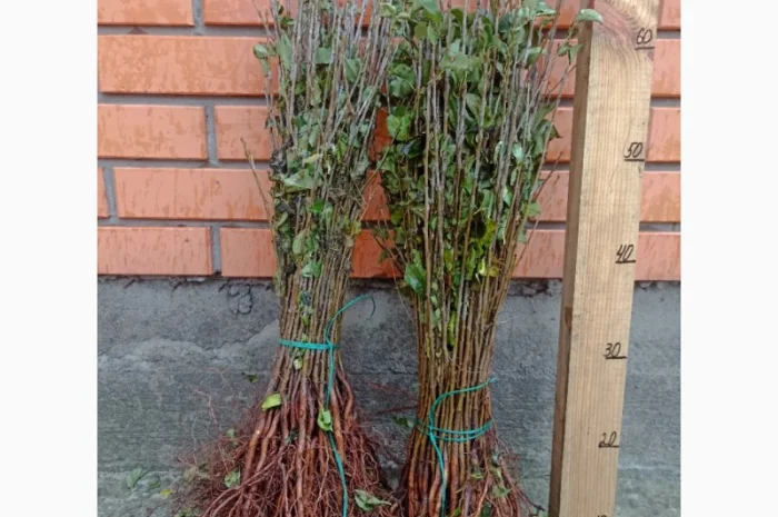 Продам подвой - М 54-118, М-106, айва, абрикос, колт, алыча, магалебка, алыча- фото № 10