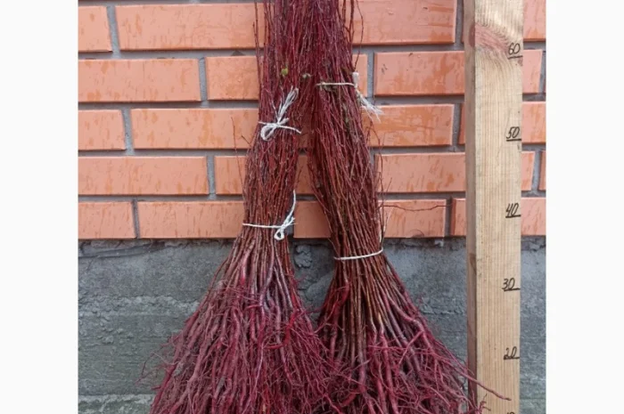 Продам подвой - М 54-118, М-106, айва, абрикос, колт, алыча, магалебка, алыча- фото № 11