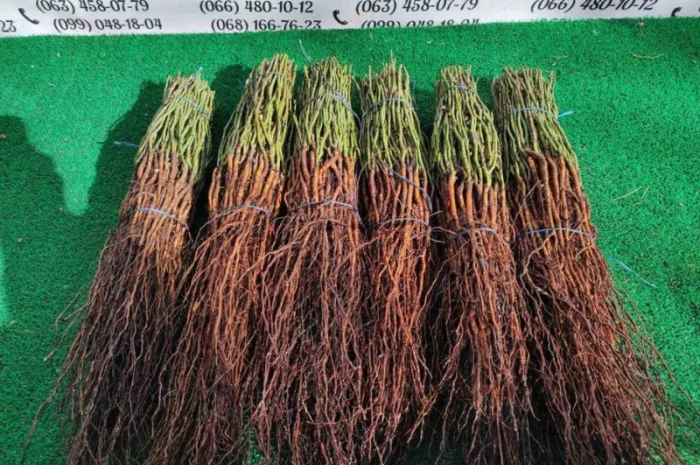 Продам подвой - М 54-118, М-106, айва, абрикос, колт, алыча, магалебка, алыча- фото № 5