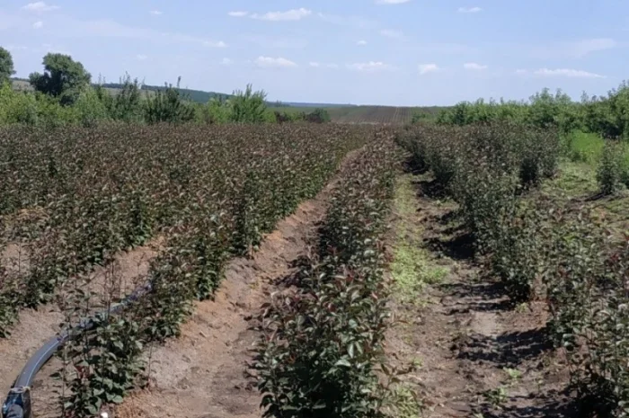 Продам подвой - М 54-118, М-106, айва, абрикос, колт, алыча, магалебка, алыча- фото № 1