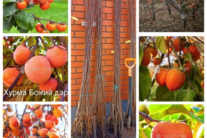 Саджанці хурми морозостійкої - Привитые саженцы хурмы, элитные сорта- фото № 1