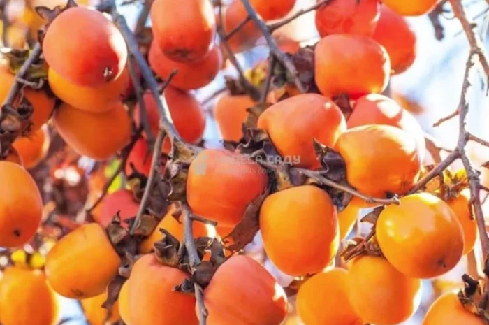 Саджанці хурми морозостійкої - Привитые саженцы хурмы, элитные сорта- фото № 10