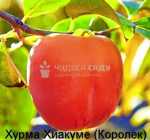 Саджанці хурми морозостійкої - Привитые саженцы хурмы, элитные сорта- фото № 11