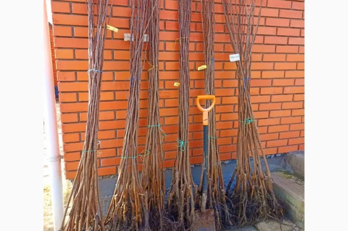 Саджанці хурми морозостійкої - Привитые саженцы хурмы, элитные сорта- фото № 2