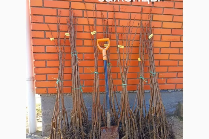 Саджанці хурми морозостійкої - Привитые саженцы хурмы, элитные сорта- фото № 3