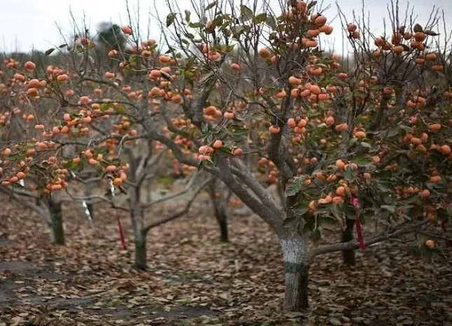 Саджанці хурми морозостійкої - Привитые саженцы хурмы, элитные сорта- фото № 5