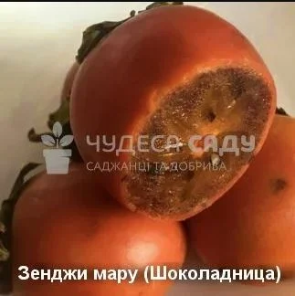 Саджанці хурми морозостійкої - Привитые саженцы хурмы, элитные сорта- фото № 6