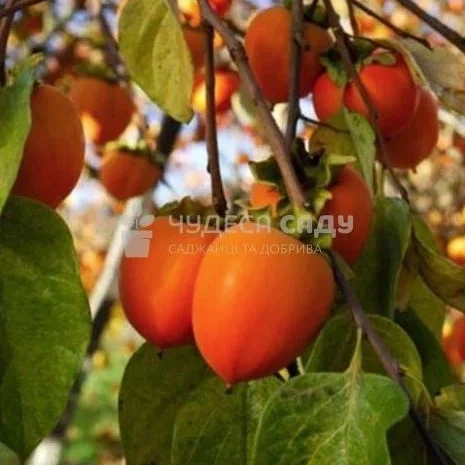 Саджанці хурми морозостійкої - Привитые саженцы хурмы, элитные сорта- фото № 8