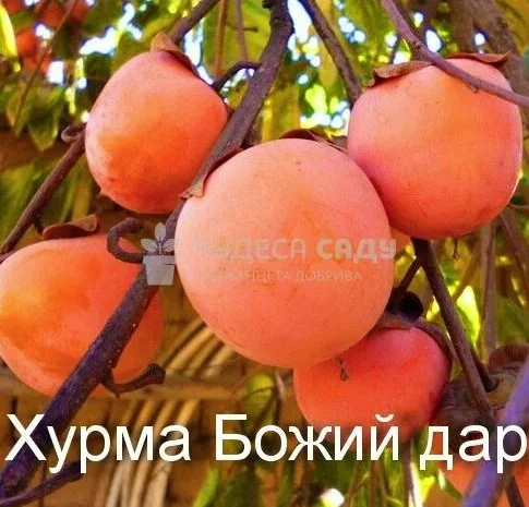 Саджанці хурми морозостійкої - Привитые саженцы хурмы, элитные сорта- фото № 9