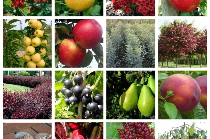 Купить саженцы осень 2024– Большой выбор отборных саженцев, более 1000 сортов Азбука сада- фото № 4