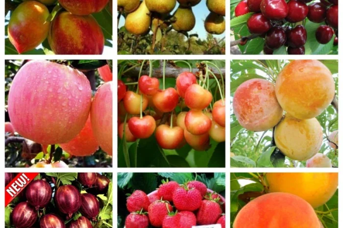 Купить саженцы осень 2024– Большой выбор отборных саженцев, более 1000 сортов Азбука сада- фото № 1
