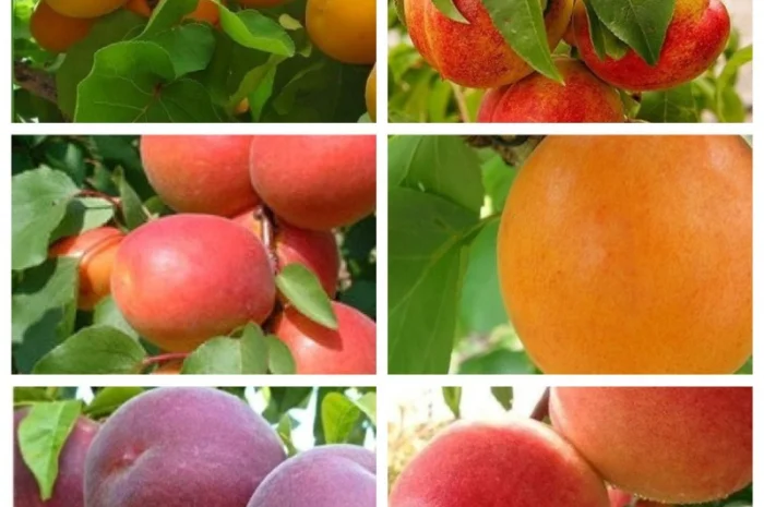 Саженцы крупных сортов абрикоса на весну 2026 года- фото № 2