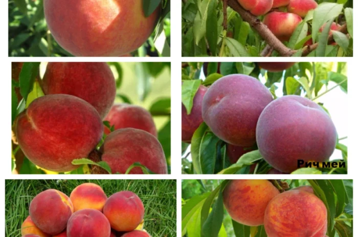 Саженцы крупных сортов абрикоса на весну 2026 года- фото № 1