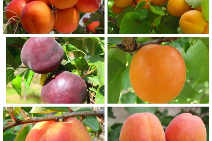 Саженцы крупных сортов абрикоса на весну 2026 года- фото № 4