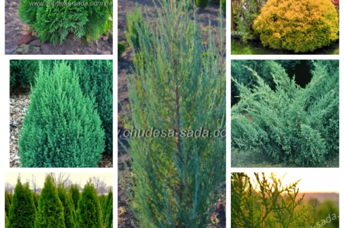 Саженцы крупных сортов абрикоса на весну 2026 года- фото № 7