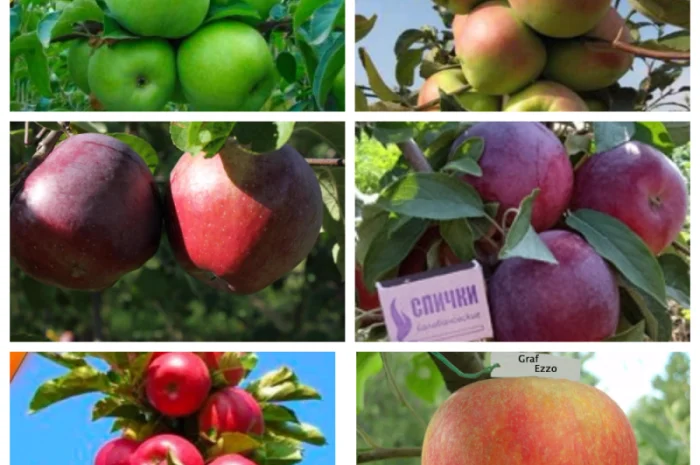 Саженцы крупных сортов абрикоса на весну 2026 года- фото № 8