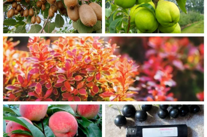 Яблуневі саджанці - якісні та надійні- фото № 1