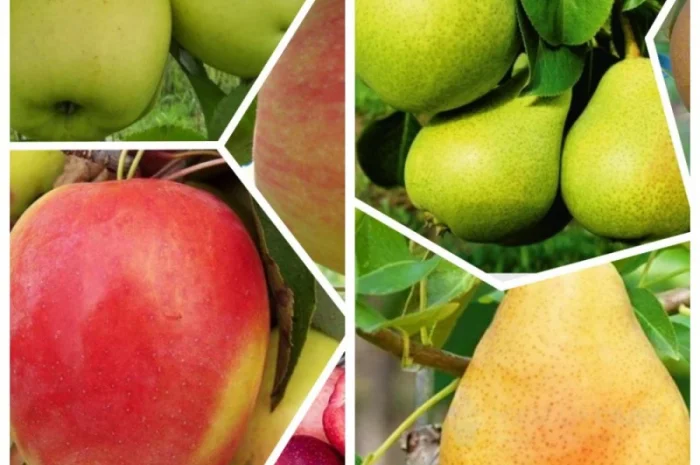 Саженцы яблони груши большой ассортимент сортов опт и розница- фото № 2