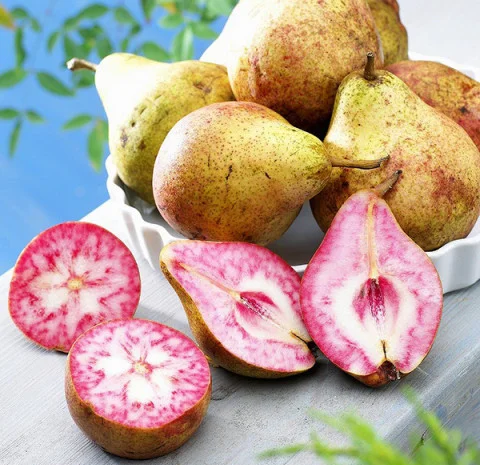 Саженцы яблони груши большой ассортимент сортов опт и розница- фото № 3