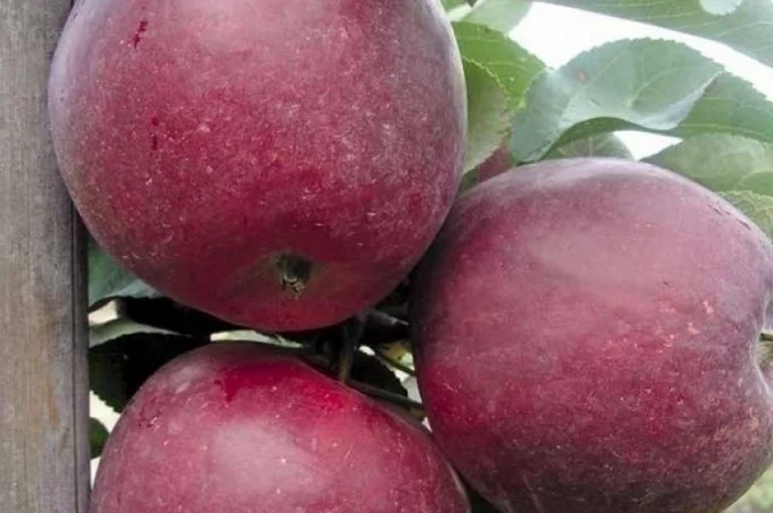 Саженцы яблони груши большой ассортимент сортов опт и розница- фото № 4