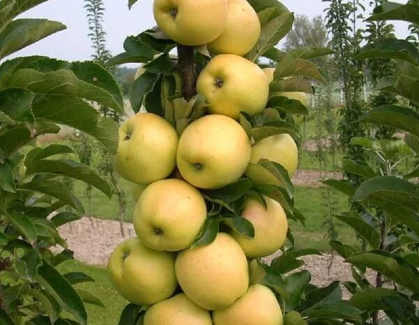 Саженцы яблони груши большой ассортимент сортов опт и розница- фото № 5