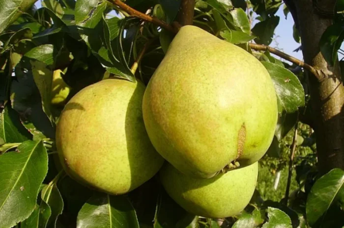 Саженцы яблони и груши - большой ассортимент сортов, опт и розница- фото № 6