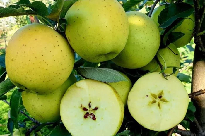 Саженцы яблони груши большой ассортимент сортов опт и розница- фото № 1