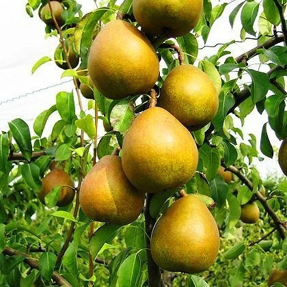 Саженцы яблони груши большой ассортимент сортов опт и розница- фото № 6