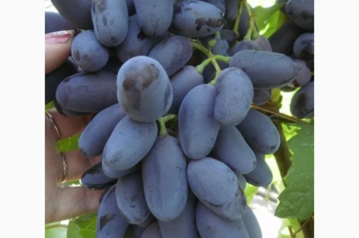 Колоновидные и штамбовые деревья сливы в продаже- фото № 5