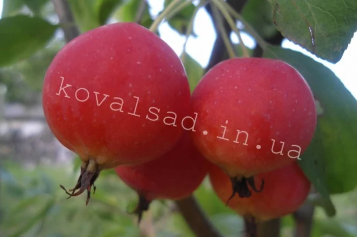 Саженцы плодовых деревьев, кустарников и роз на осень 2019- фото № 1