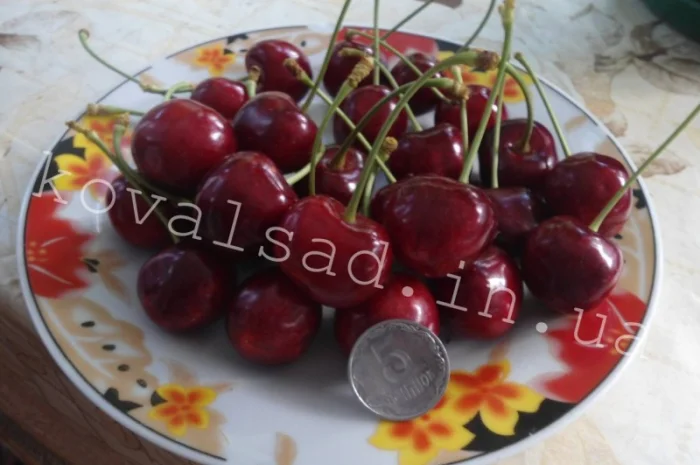 Саженцы плодовых деревьев, кустарников и роз на осень 2019- фото № 2