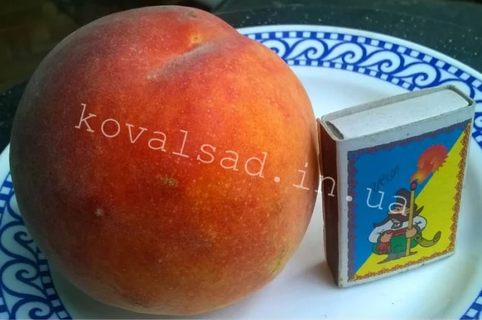 Саженцы плодовых деревьев, кустарников и роз на осень 2019- фото № 3