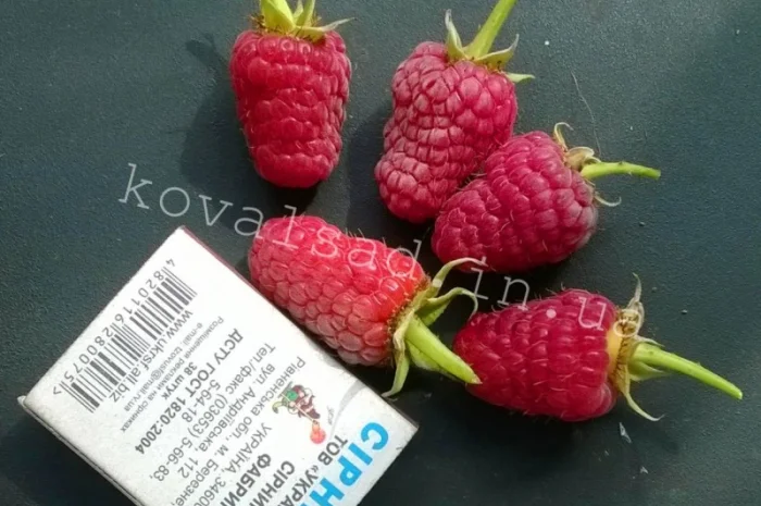 Саженцы плодовых деревьев, кустарников и роз на осень 2019- фото № 4