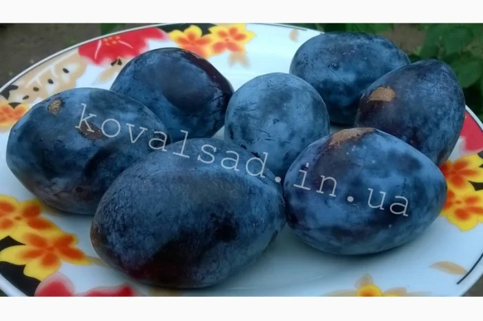 Саженцы плодовых деревьев, кустарников и роз на осень 2019- фото № 5