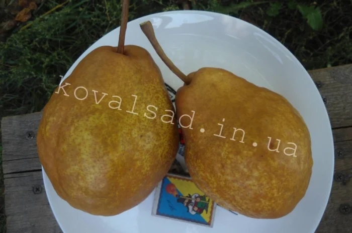 Саженцы плодовых деревьев, кустарников и роз на осень 2019- фото № 6