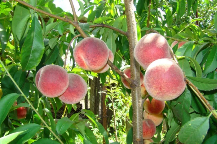 Саженцы плодовых деревьев ( Купить саженцы плодовых )- фото № 1