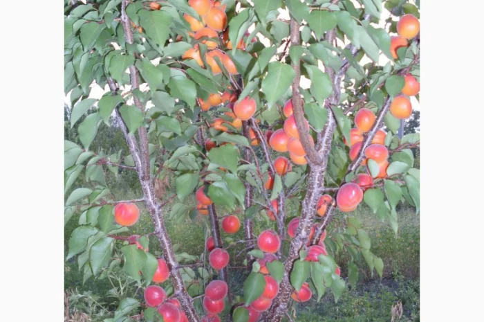 Саженцы плодовых деревьев ( Купить саженцы плодовых )- фото № 2