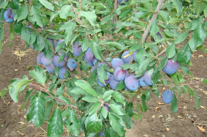 Саженцы плодовых деревьев ( Купить саженцы плодовых )- фото № 3