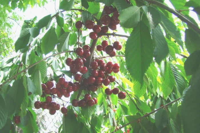 Саженцы плодовых деревьев ( Купить саженцы плодовых )- фото № 4