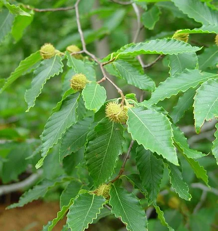 Бук саджанці. КАРПАТСЬКІ- фото № 1
