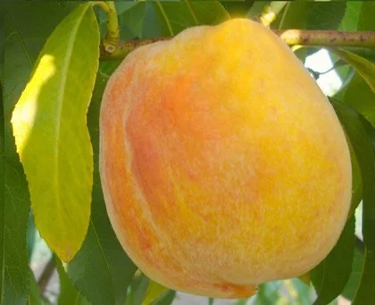 Питомник "Агродиво" реализует собственную продукцию более 900 сортов- фото № 10