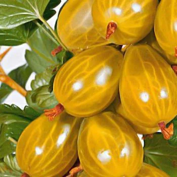 Питомник "Агродиво" реализует собственную продукцию более 900 сортов- фото № 5