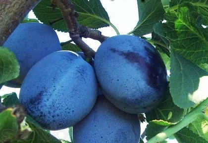 Питомник "Агродиво" реализует собственную продукцию более 900 сортов- фото № 15